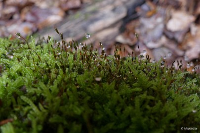 P1070134 paddestoelen limburg