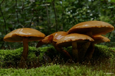 P1070148 paddestoelen limburg