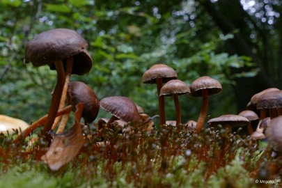 P1070168 paddestoelen limburg