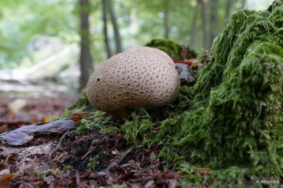 P1070188 paddestoelen limburg