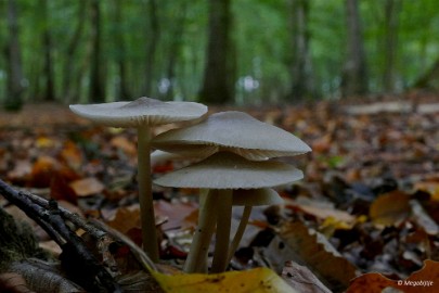 P1070195 paddestoelen limburg