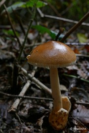 P1070210 paddestoelen limburg