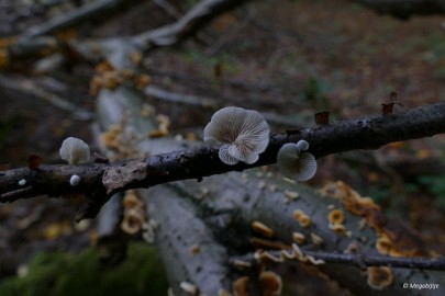 P1070255 paddestoelen limburg