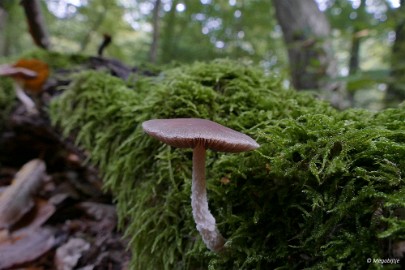 P1070264 paddestoelen limburg