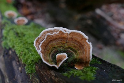 P1070019 paddestoelen limburg