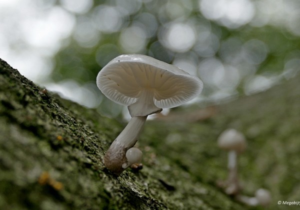 Paddestoelen 2015