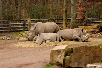 DSC_0848 Dortmund Zoo 2016