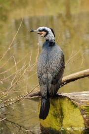 DSC_0859 Dortmund Zoo 2016