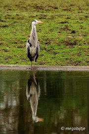 DSC_0860 Dortmund Zoo 2016