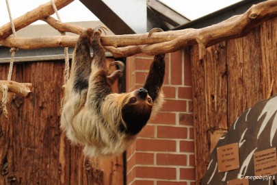 DSC_0869 Dortmund Zoo 2016