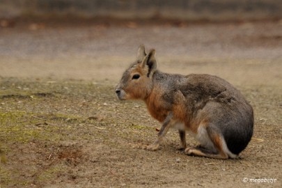 DSC_0908 Dortmund Zoo 2016