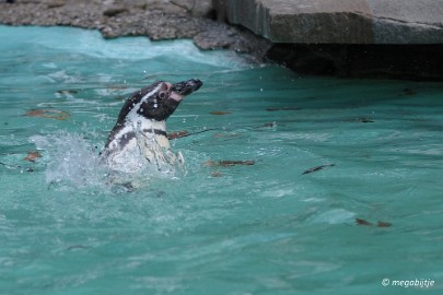 DSC_1039 Dortmund Zoo 2016