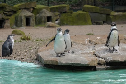 DSC_1043 Dortmund Zoo 2016