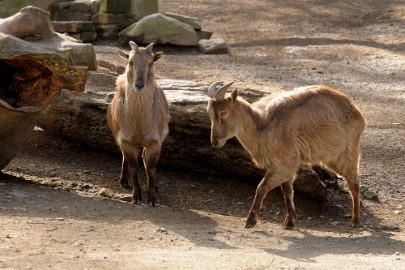 DSC_1064 Dortmund Zoo 2016