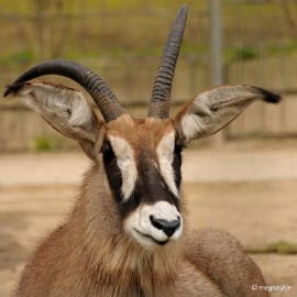 DSC_1129 Dortmund Zoo 2016