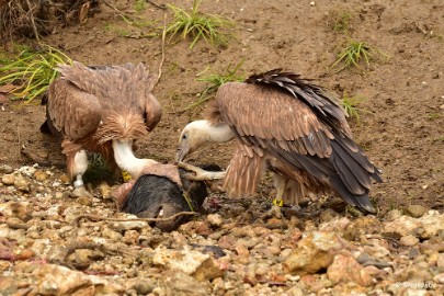 DSC_0166 FB uitstap GaiaZoo 2016