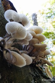 P1200263 Herfst 2016