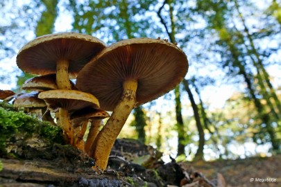P1200365 Herfst 2016