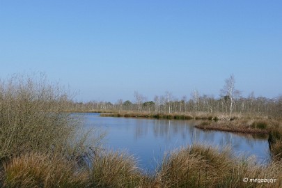 P1110131 Ospel de grote Peel het elfde 2016