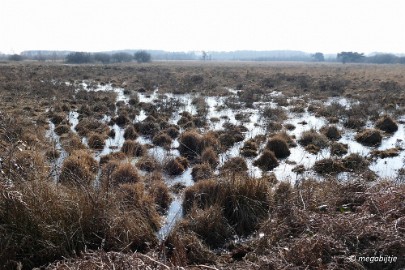 P1110134 Ospel de grote Peel het elfde 2016