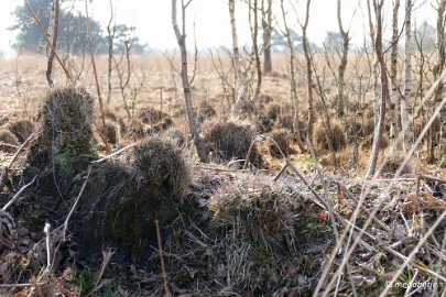 P1110142 Ospel de grote Peel het elfde 2016