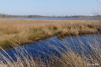 P1110146 Ospel de grote Peel het elfde 2016
