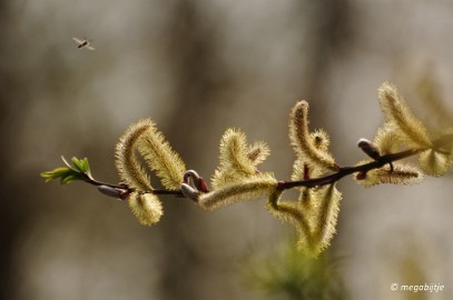 DSC_1365 Overloon 2 april 2016