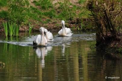 DSC_1439 Overloon 2 april 2016