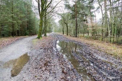 P1100838 Wandeling Strabrechtse heide