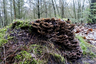 P1100841 Wandeling Strabrechtse heide