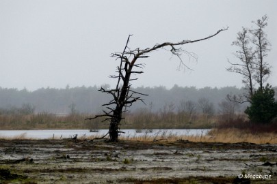 P1100850 Wandeling Strabrechtse heide