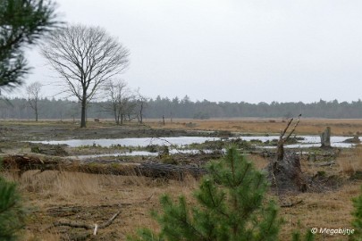 P1100855 Wandeling Strabrechtse heide