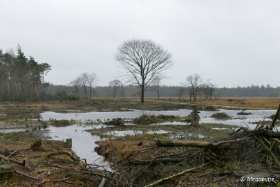 P1100858 Wandeling Strabrechtse heide