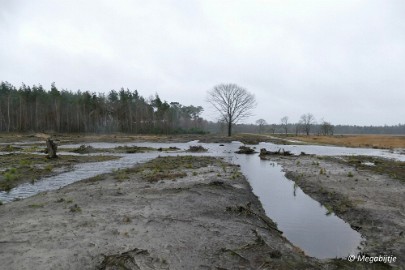 P1100860 Wandeling Strabrechtse heide