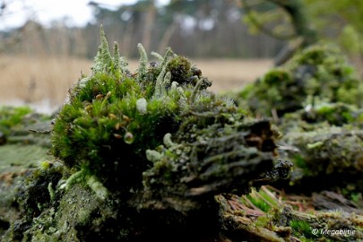 P1100865 Wandeling Strabrechtse heide