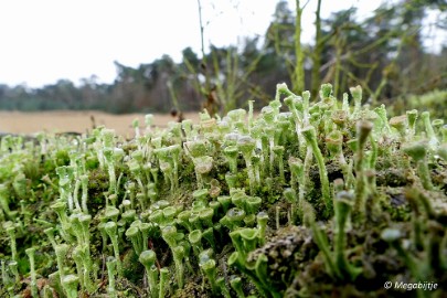 P1100880 Wandeling Strabrechtse heide