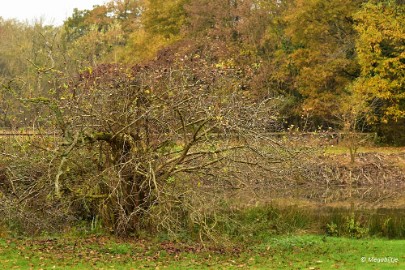 DSC_0457 Kasteeltuin Aerwinkel