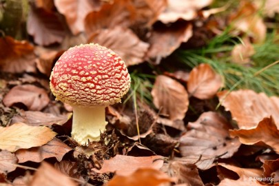 DSC_0504 Munnichsbos