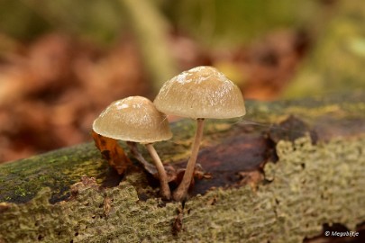 DSC_0522 Munnichsbos