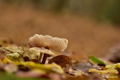 DSC_0527 Munnichsbos