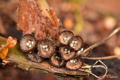 DSC_0554 Munnichsbos