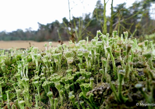 Strabrechtse heide 2016