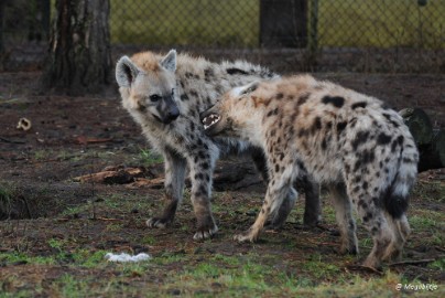 DSC_6263 Beekse bergen januari 2017