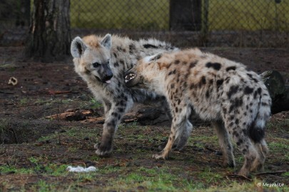 DSC_6264 Beekse bergen januari 2017