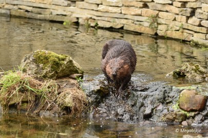 DSC_7454 GaiaZoo 2017