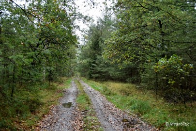 DSC_6764 Herbertusbossen Heeze 2017