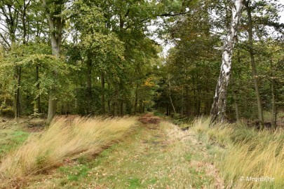 DSC_6769 Herbertusbossen Heeze 2017