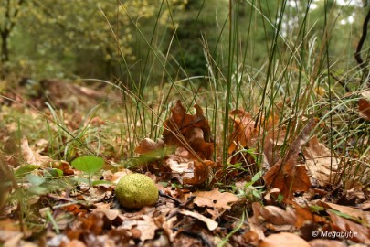 DSC_6770 Herbertusbossen Heeze 2017