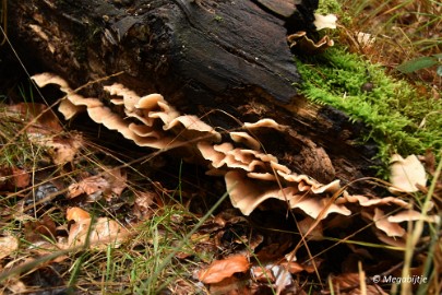 DSC_6779 Herbertusbossen Heeze 2017