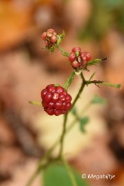 DSC_6783 Herbertusbossen Heeze 2017